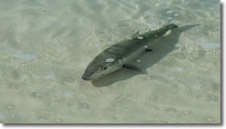 Fly Fishing for Bonefish